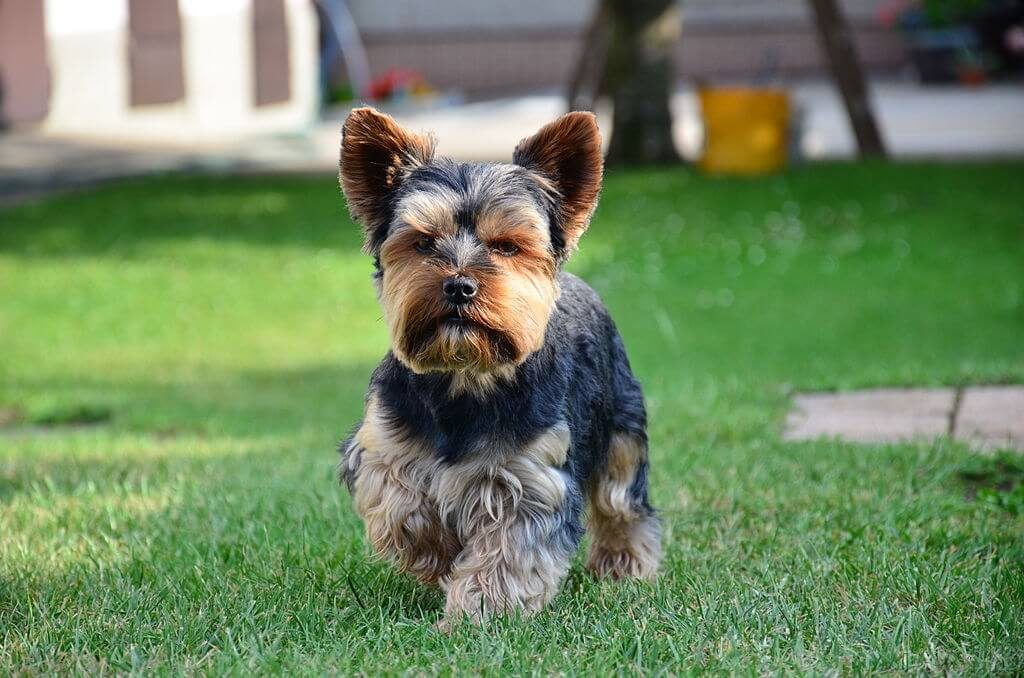 yorkshire terriers facts