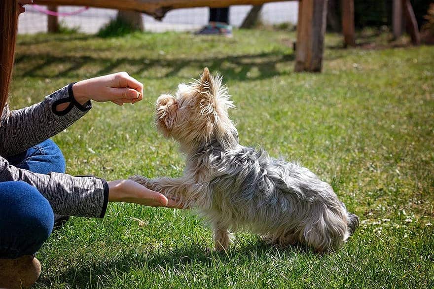 Can Yorkshire Terriers Live Outside?