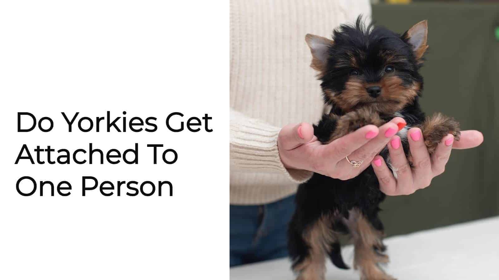 do yorkies get attached to one person