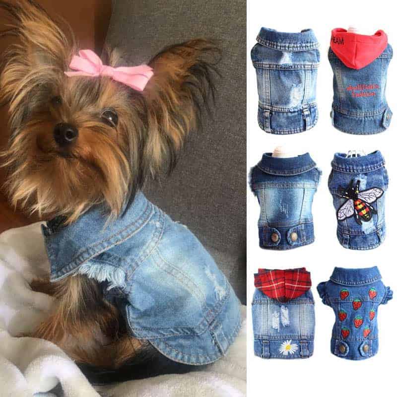 clothes for dogs