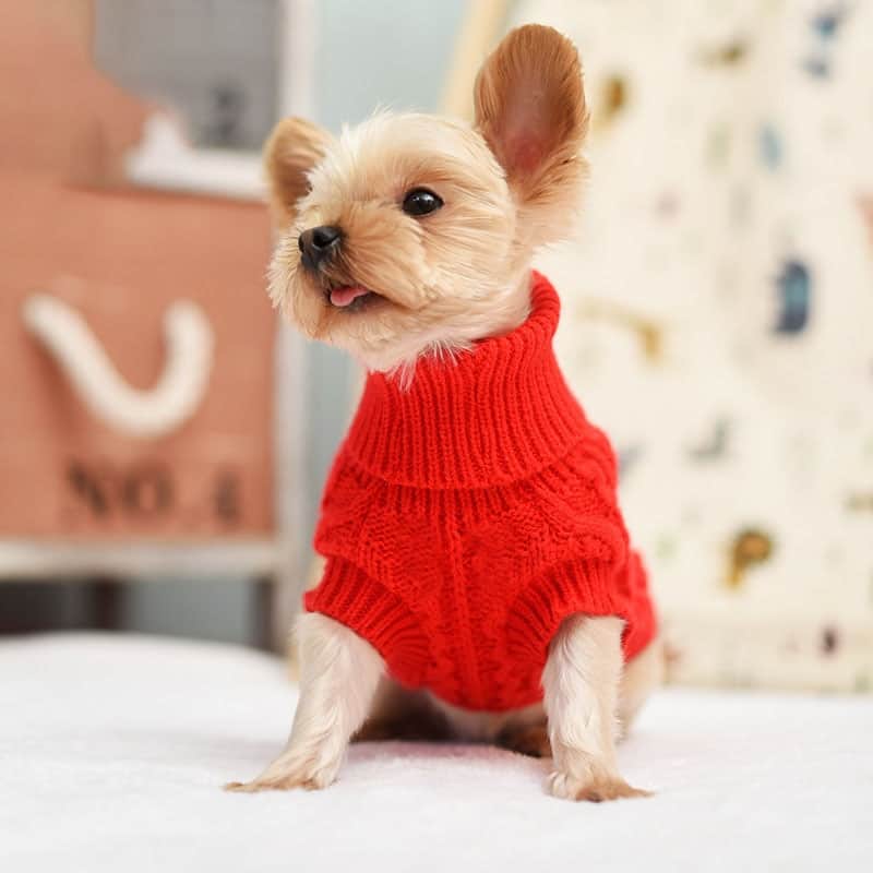 sweater for a yorkie