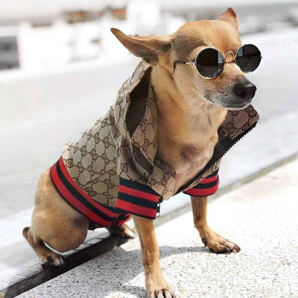 designer gucci dog jacket