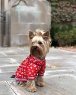 red-paw-yorkshire-terrier-jacket
