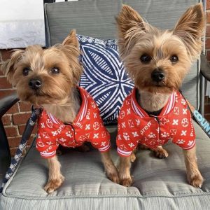 red-paw-yorkshire-terrier-jacket