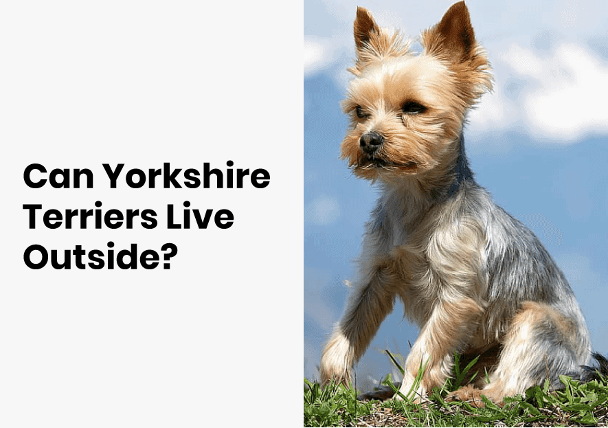can yorkie live outside?