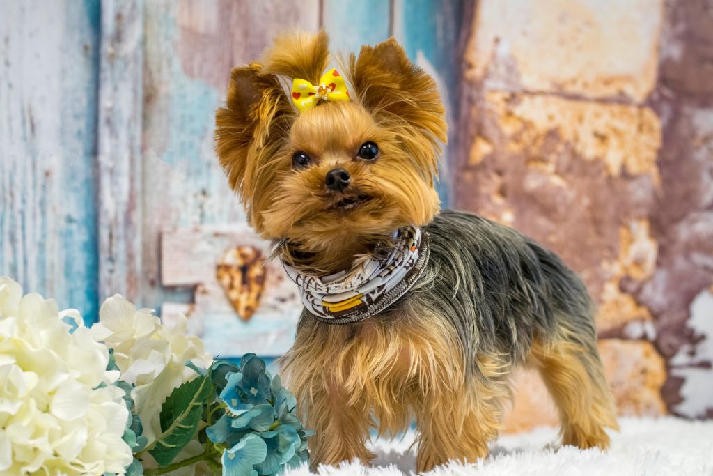can yorkshire terriers live outside