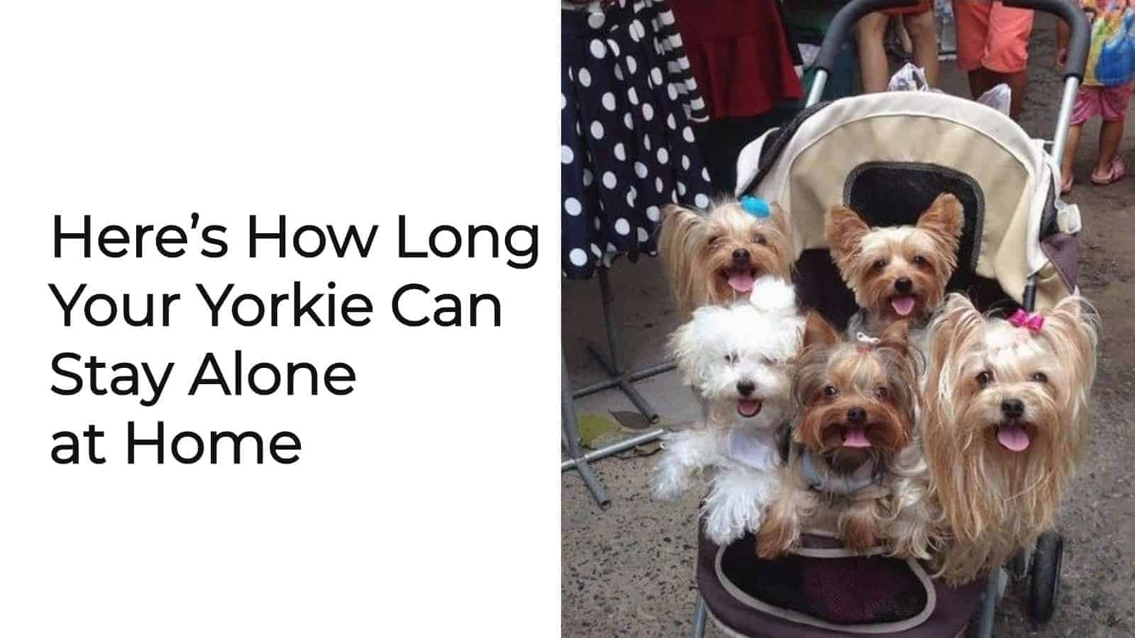 can yorkie stay home alone?