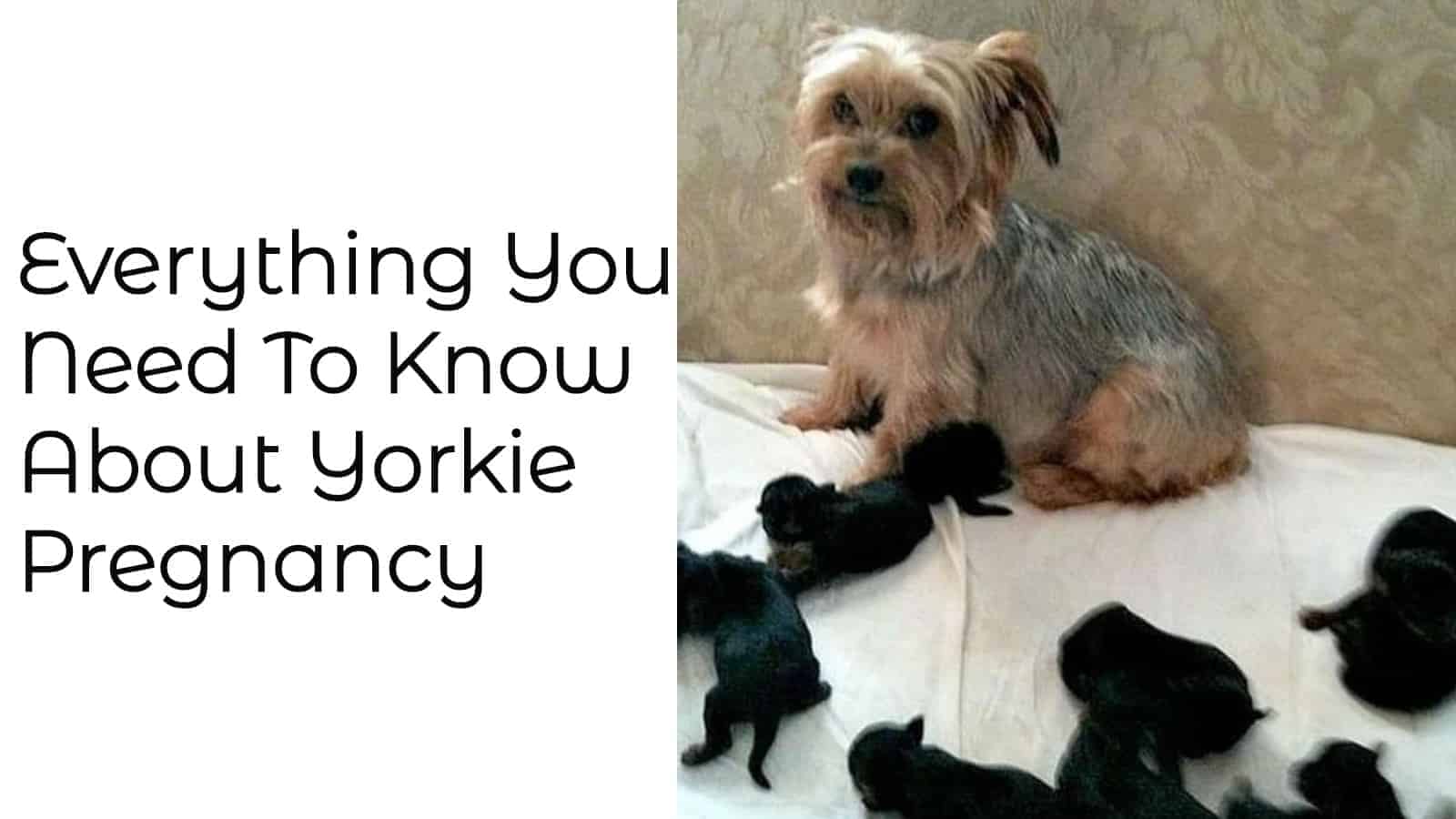 when can a yorkie get pregnant?