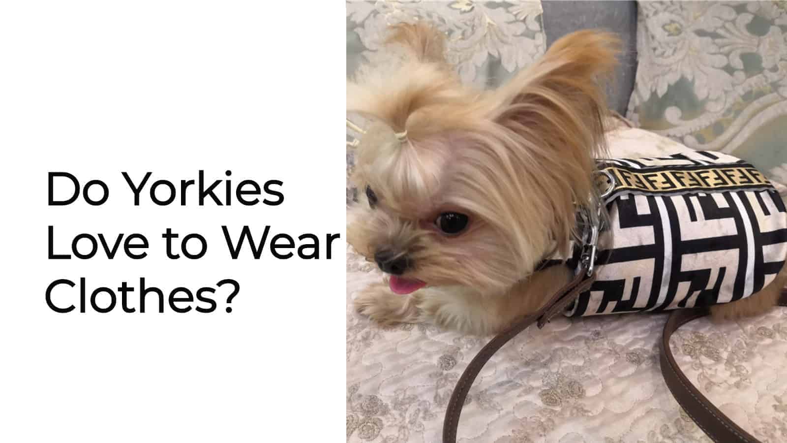 why do dogs love wearing clothes
