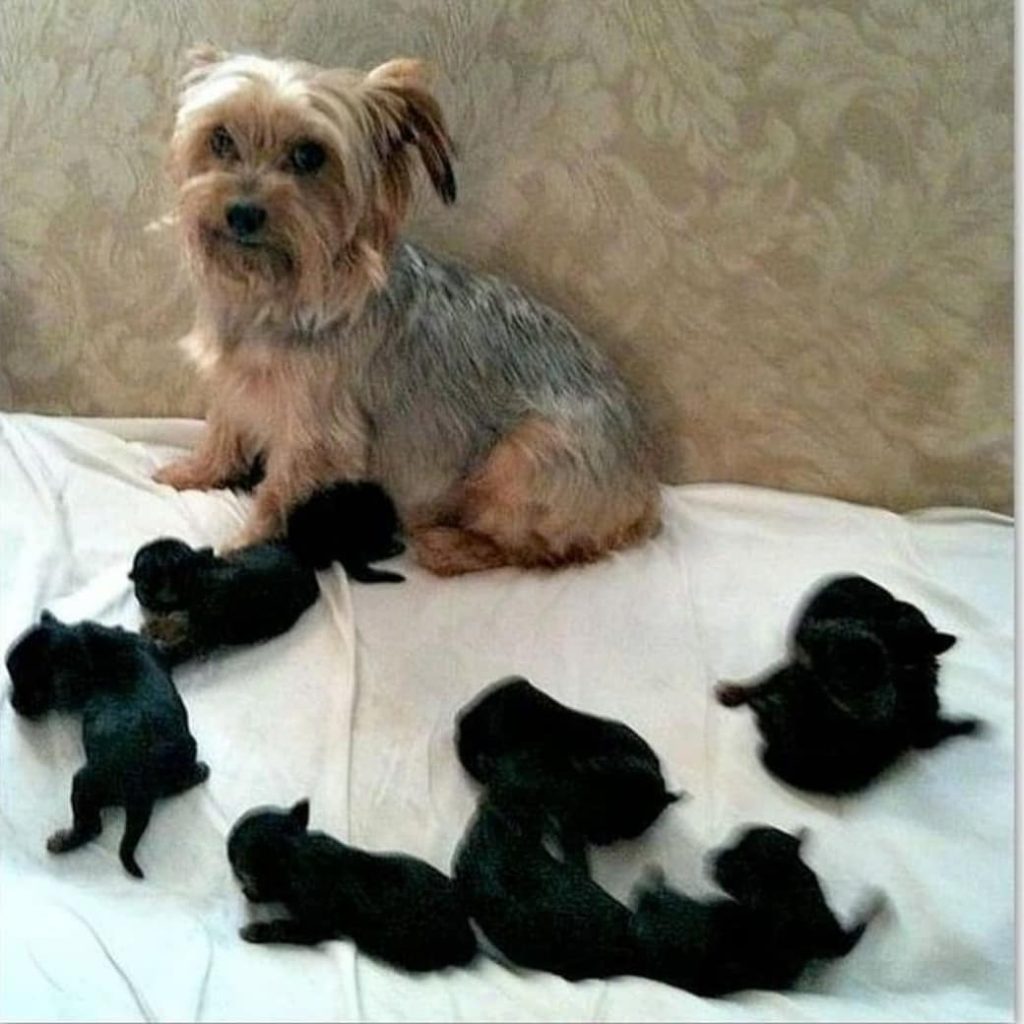 when can a yorkie get pregnant? 2