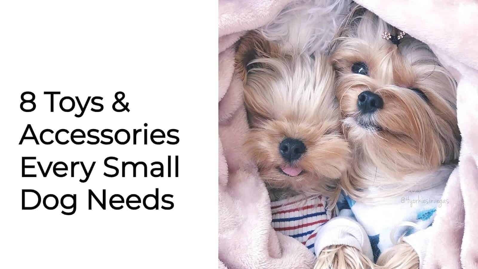 8 Toys & Accessories Every Small Dog Needs • 8 Toys & Accessories