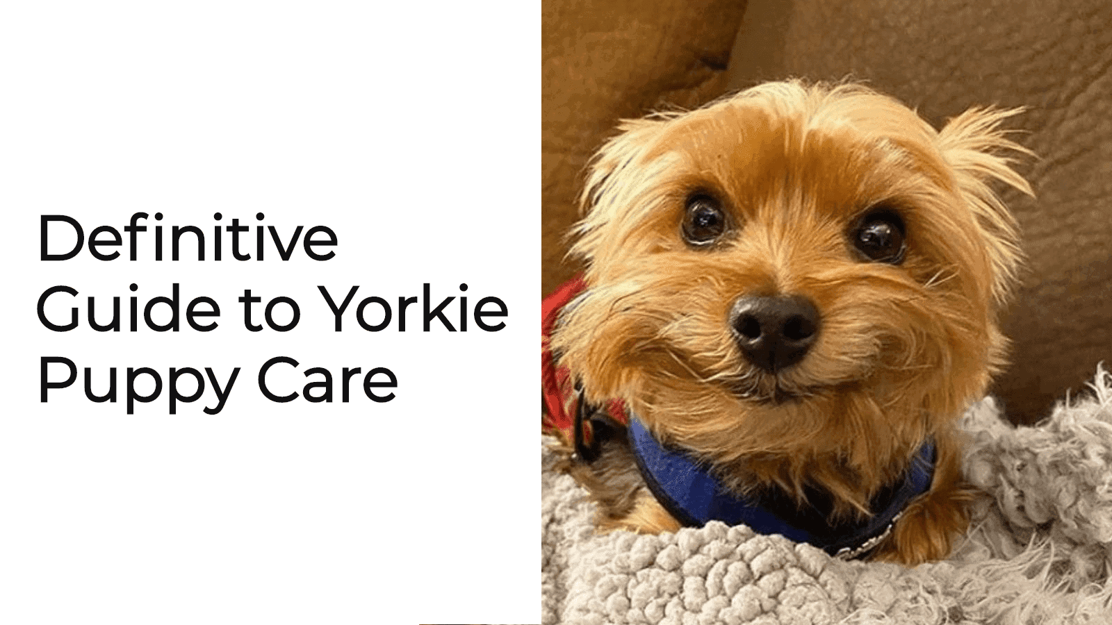 Definitive Guide to Yorkie Puppy Care • Yorkies Gram