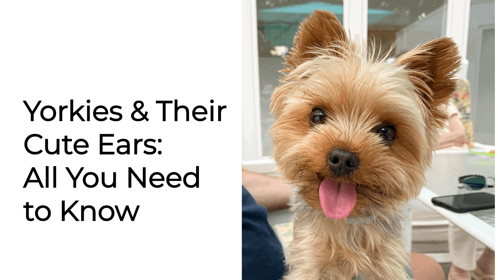 Yorkies & Their Cute Ears: All You Need to Know • Yorkies Gram