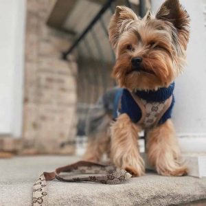 pawcci-designer-dog-yorkie-harness-with-leash-set