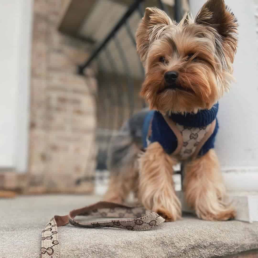 Designer Dog Harnesses Leashes  Designer Dog Harness Leash Set