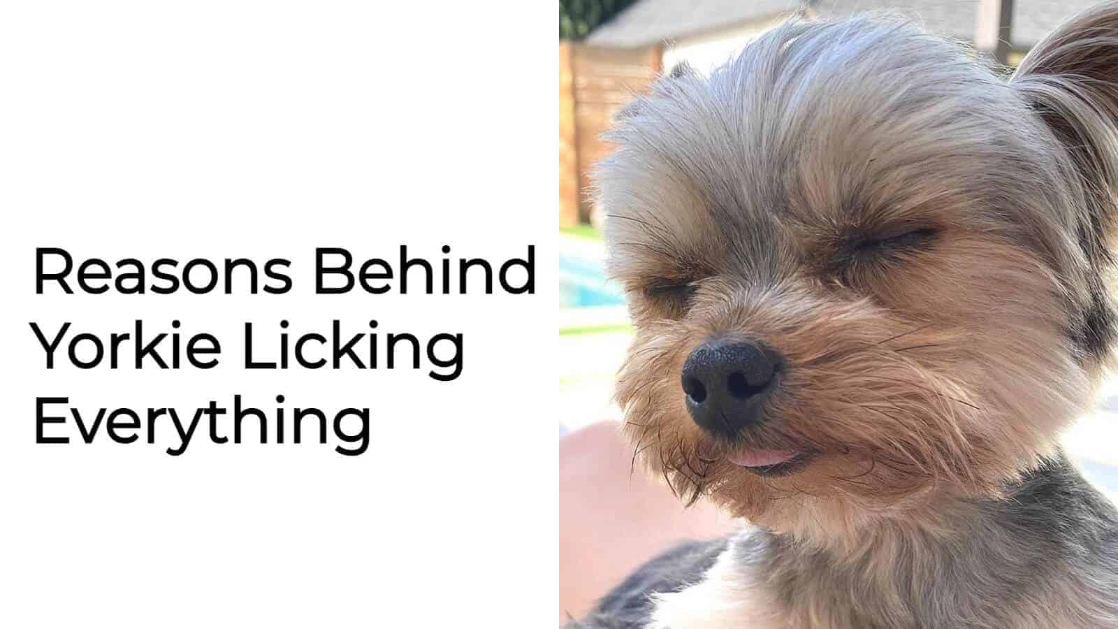12 Reasons Dogs Lick Excessively and When to be Concerned