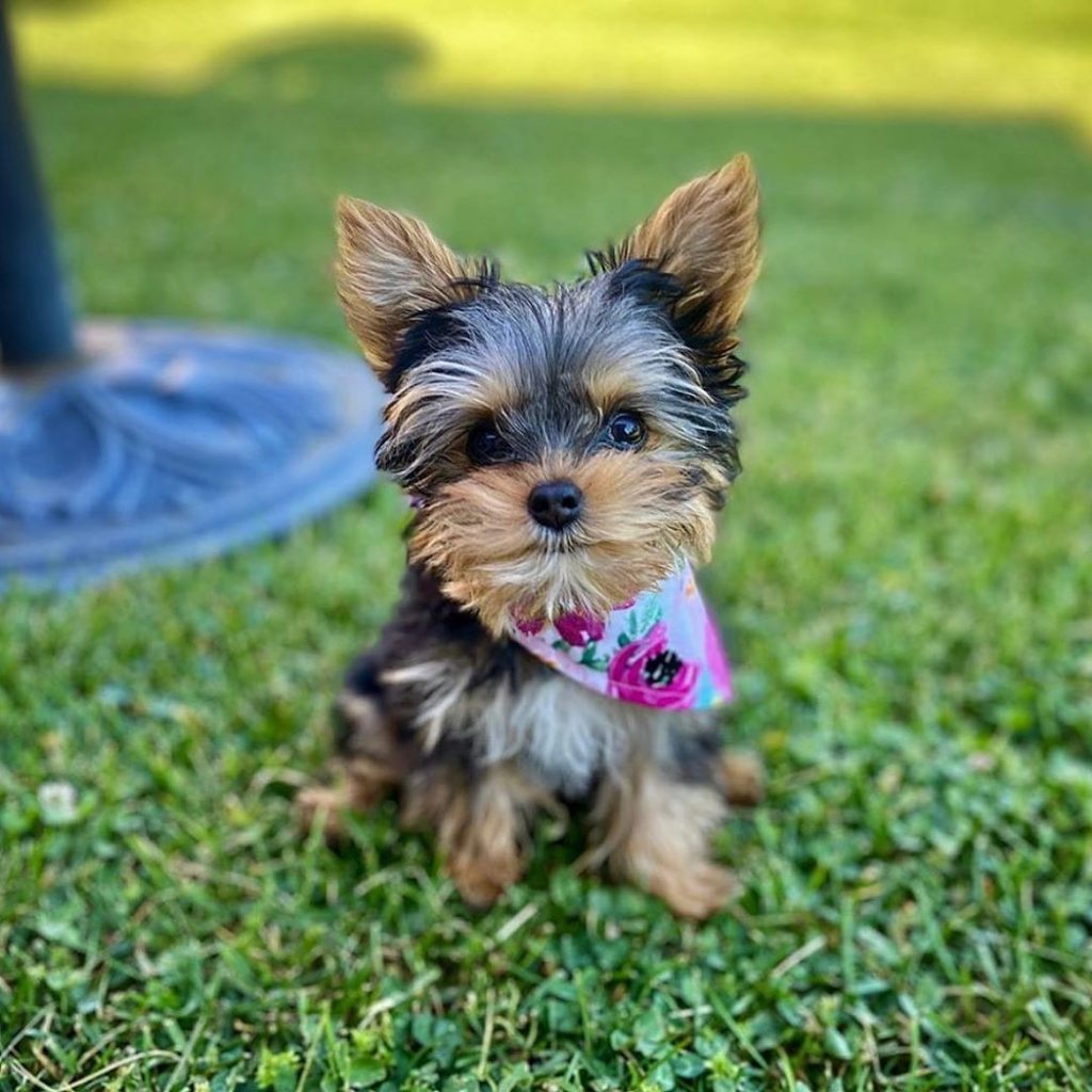 what-types-of-yorkies-dog-breed-should-you-get-yorkies-gram