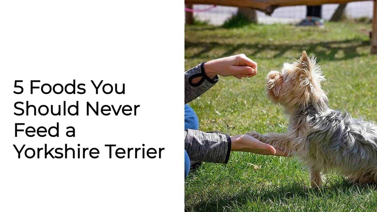 Yorkies Food Facts 5 Foods You Should Never Feed A Yorkshire Terrier