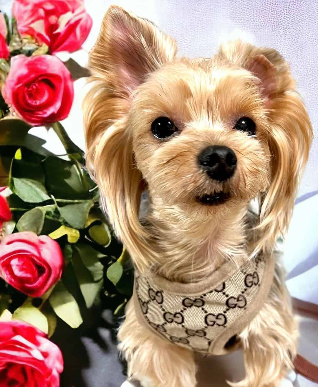 Gucci dog harness, New gucci dog supplies, Free Shipping