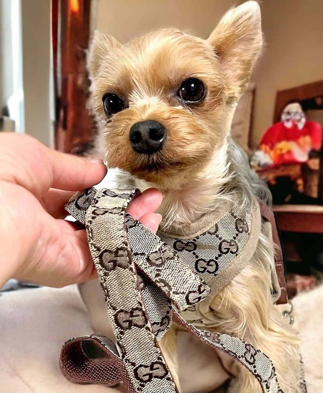 Gucci Dog Harness & Leash Set - Lux Pet