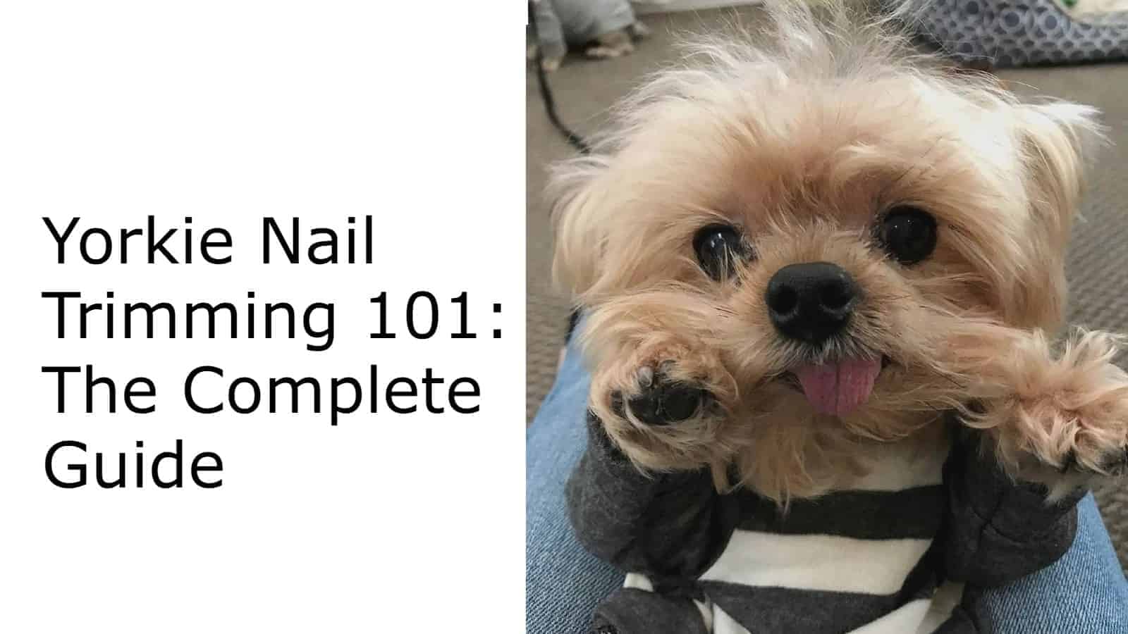 How & When to Cut Puppies' Nails for the First Time - A Complete Guide