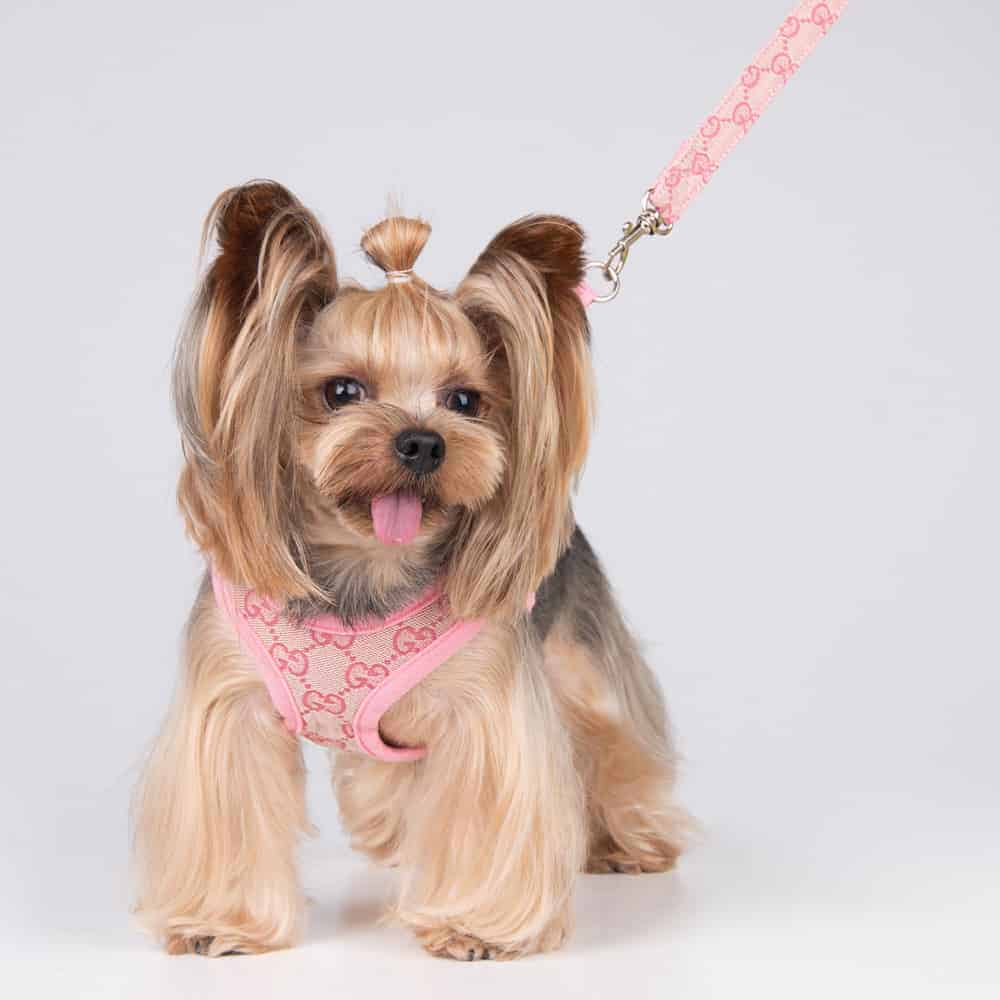 Pawcci Designer Dog Cat Harness with Leash Set – Petzo