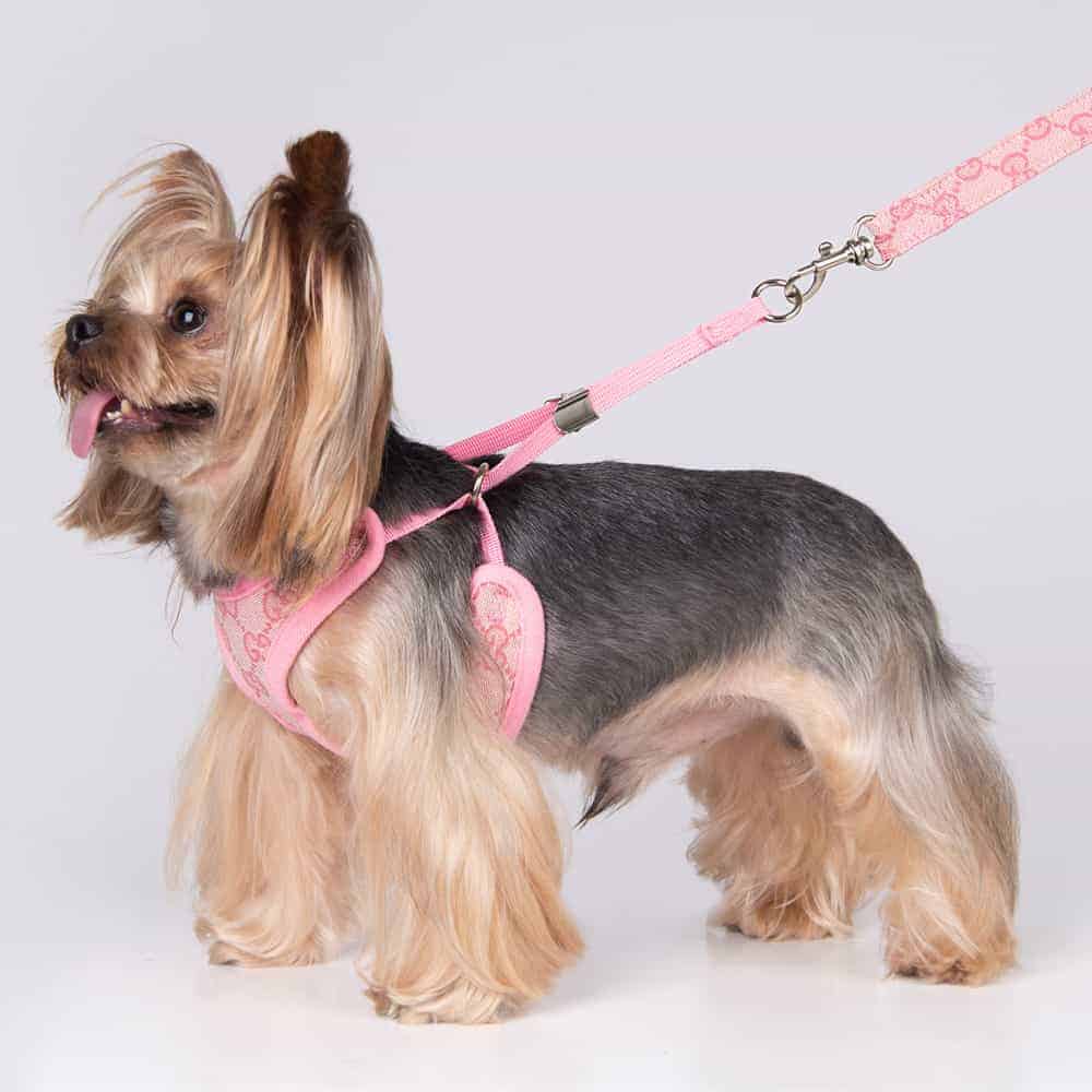 Pawcci Leash and harness set – Furs and paws