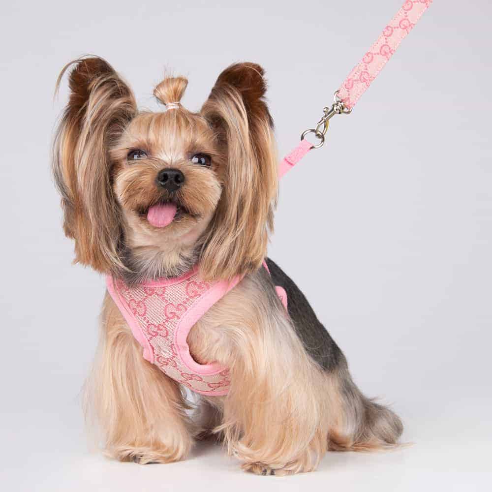 Pawcci Designer Dog Harness With Leash Set • Designer Dog Harness