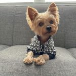 adore-dog-jacket