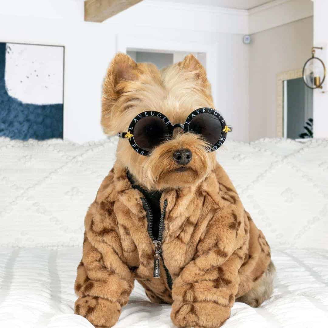 Chewy V Designer Dog Coat - Brown • Yorkies Gram