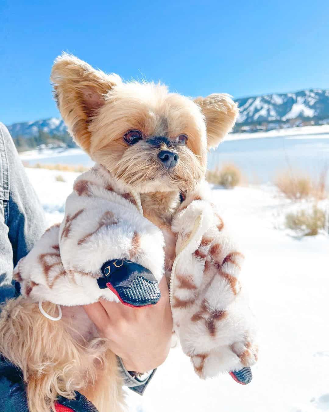 Chewy V Designer Dog Coat - Beige • Yorkies Gram