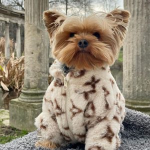 designer-dog-lv-coat