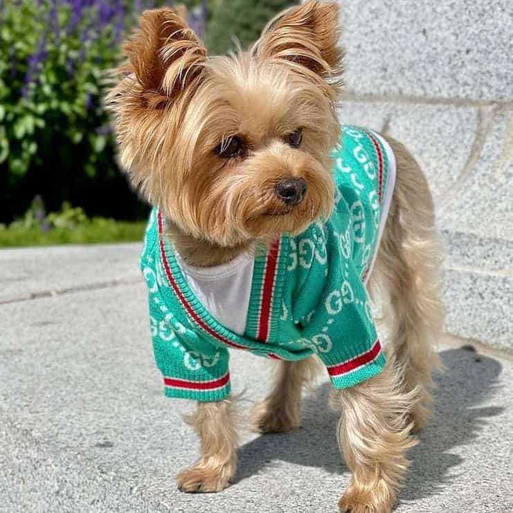 Fancy Dog Pucci GG Sweater • Yorkies Gram • Designer Dog Clothes