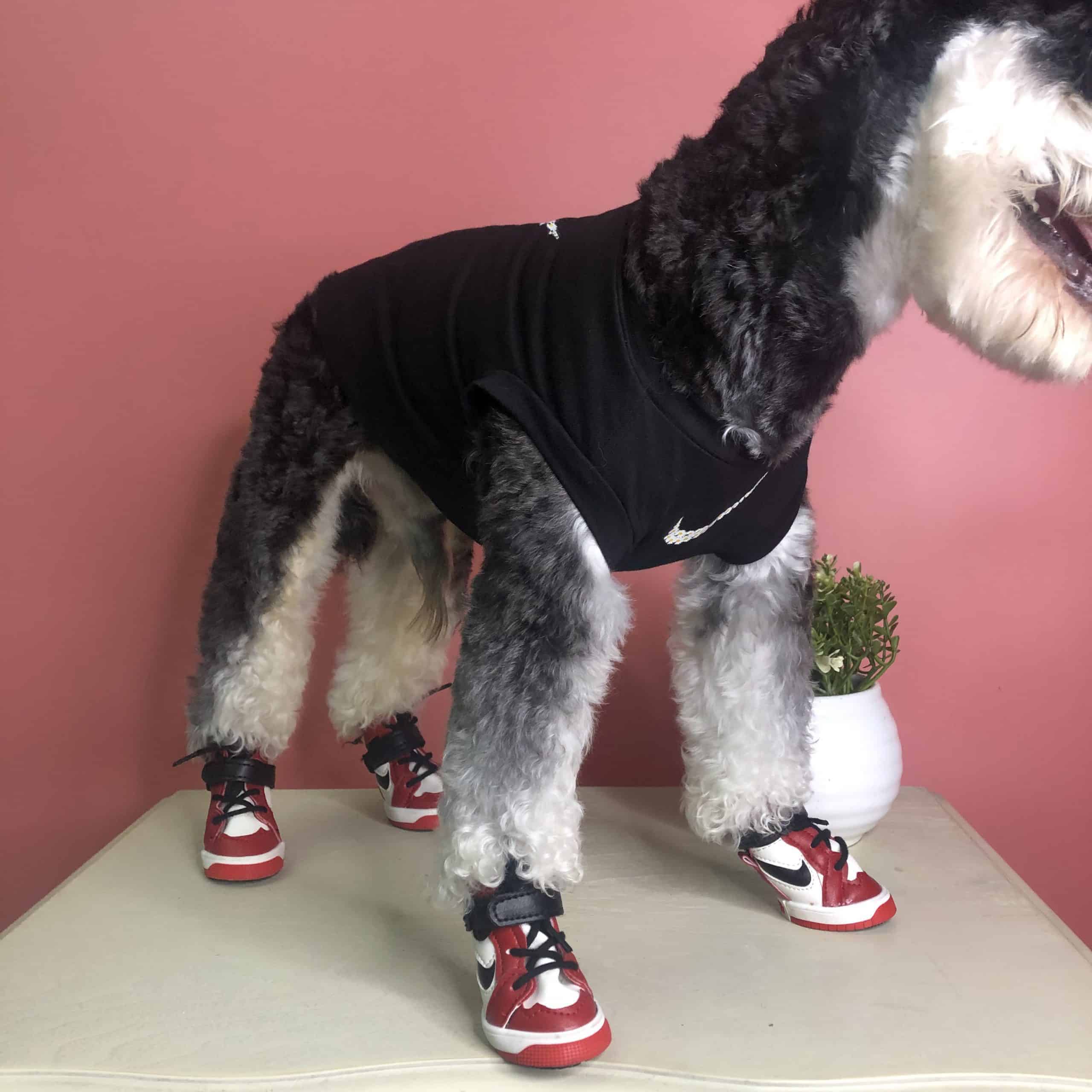 https://yorkies.b-cdn.net/wp-content/uploads/2022/01/nike-dog-shoes-scaled.jpeg