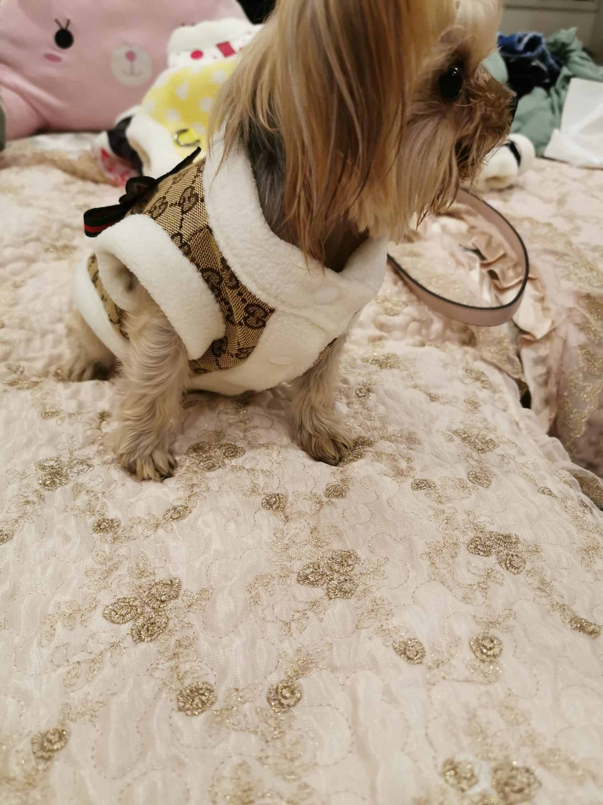 Pawcci Winter Dog Harness Vest
