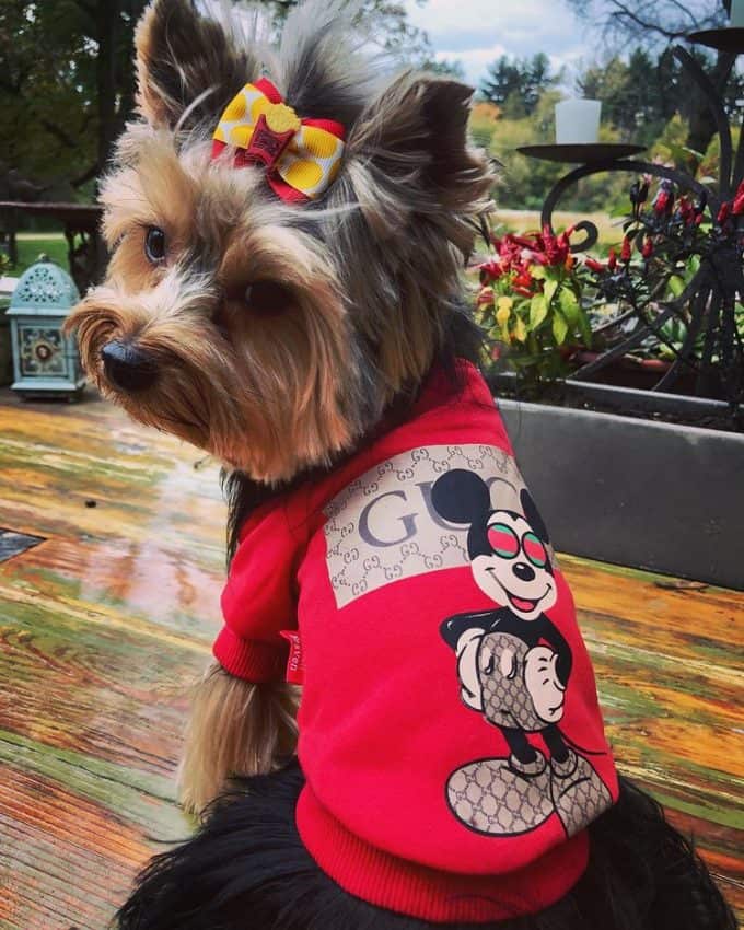 Pawcci Designer Rainbow Dog Sweater