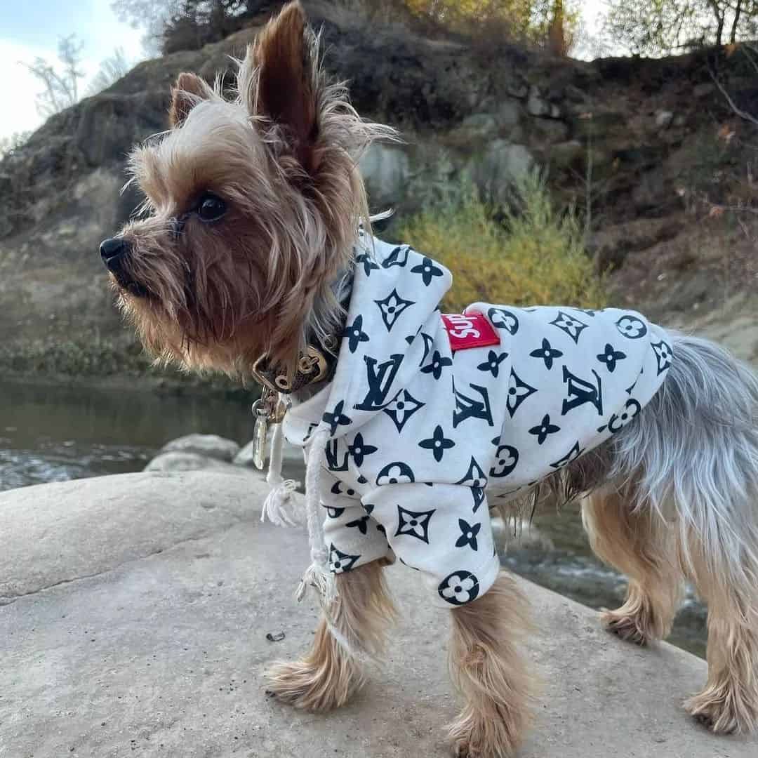 Dog Outfits, Other, Supreme Louis Vuitton Dog Hoodie