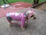 transparent-waterproof-dog-raincoat