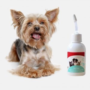 yorkie-ear-cleaning-solution
