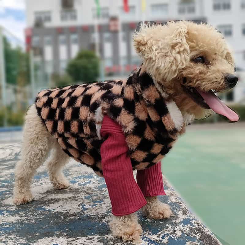 vuitton dog coat