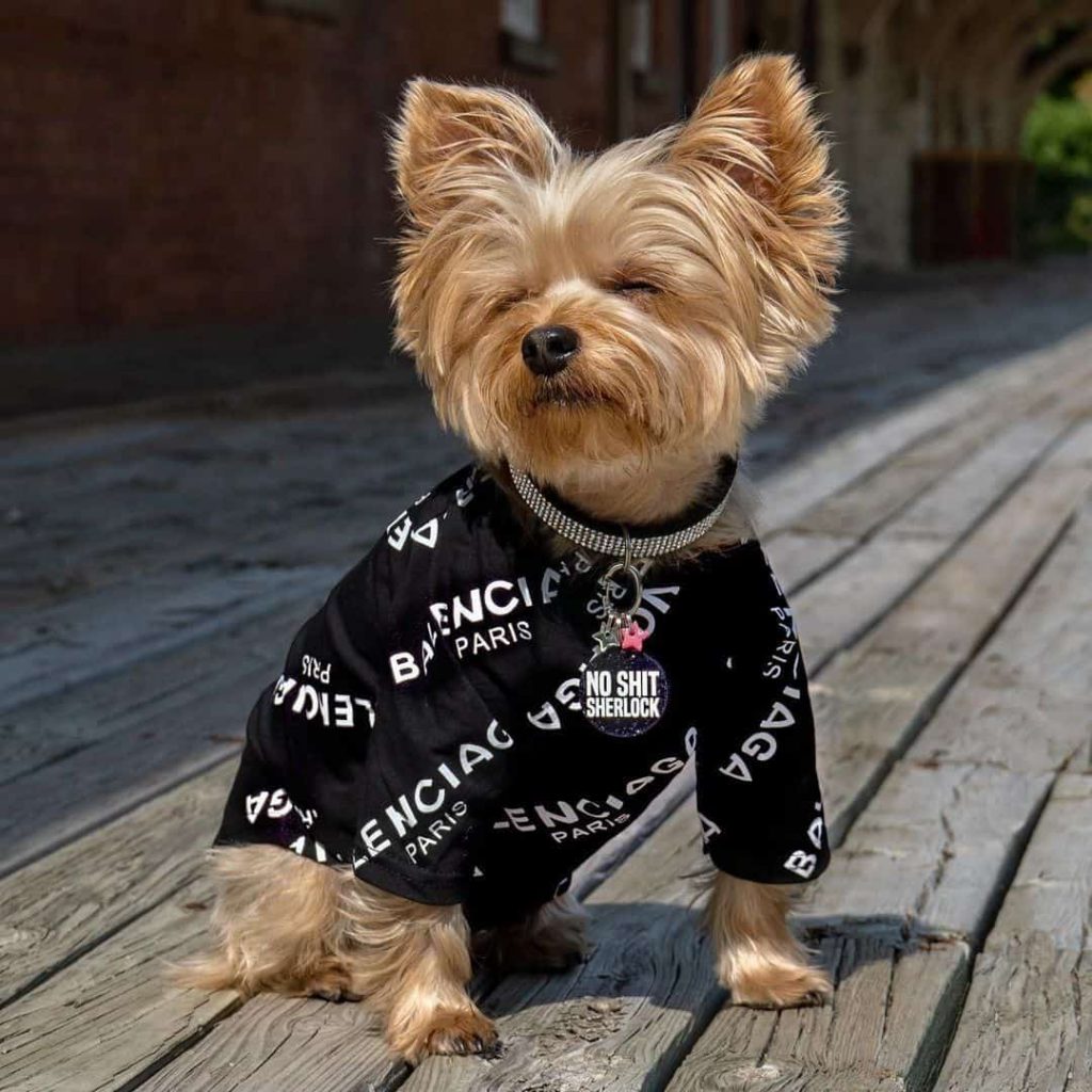 t-shirts for yorkies