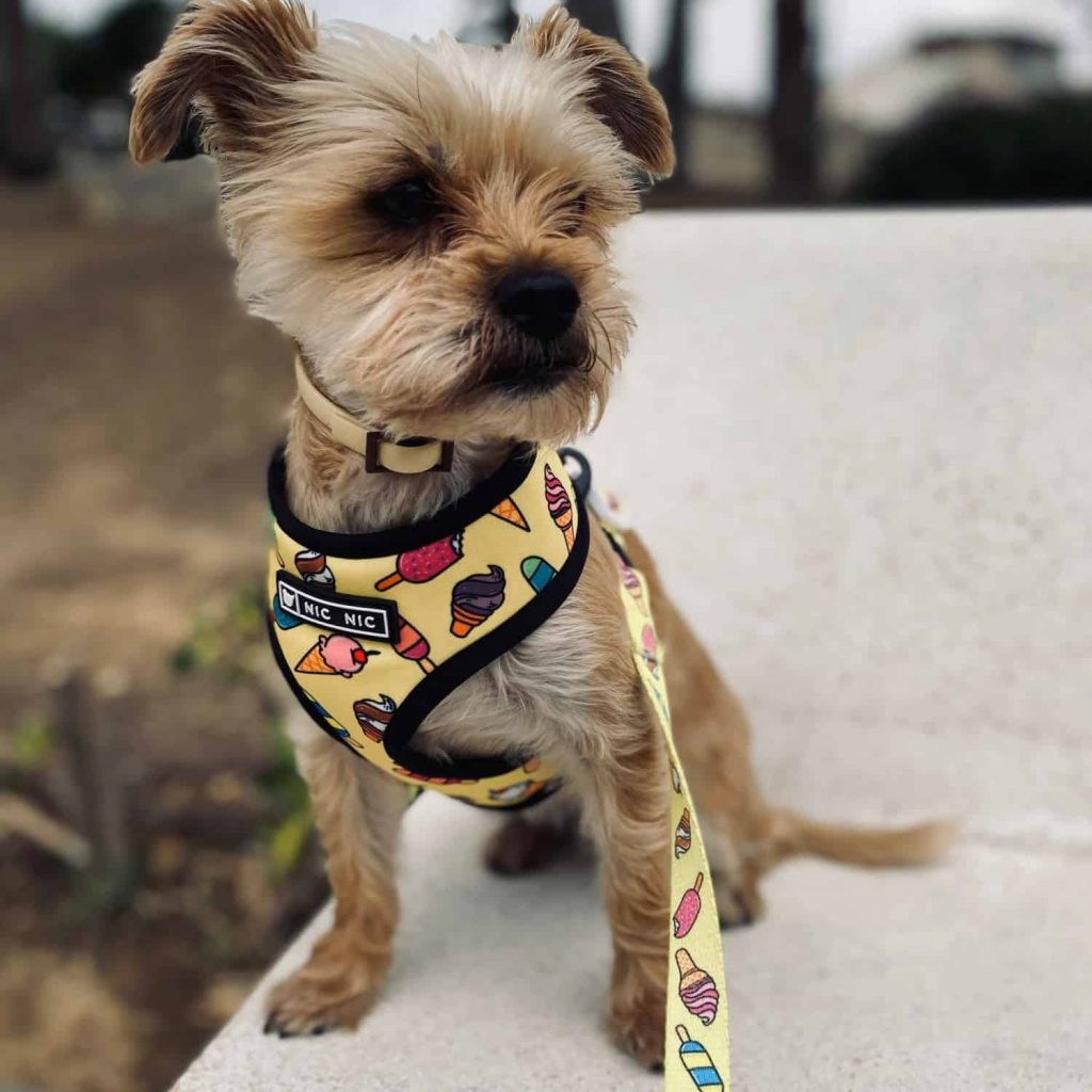 Gucci padded dog harness  Gucci dog harness leash 2023 best