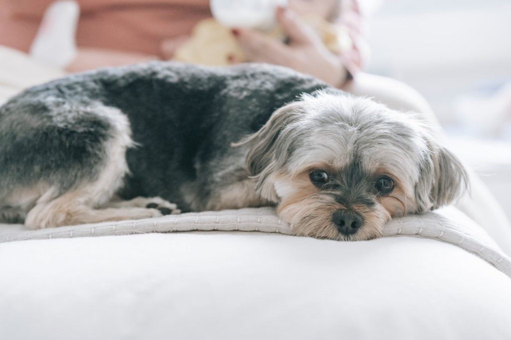 can a yorkie be left alone?