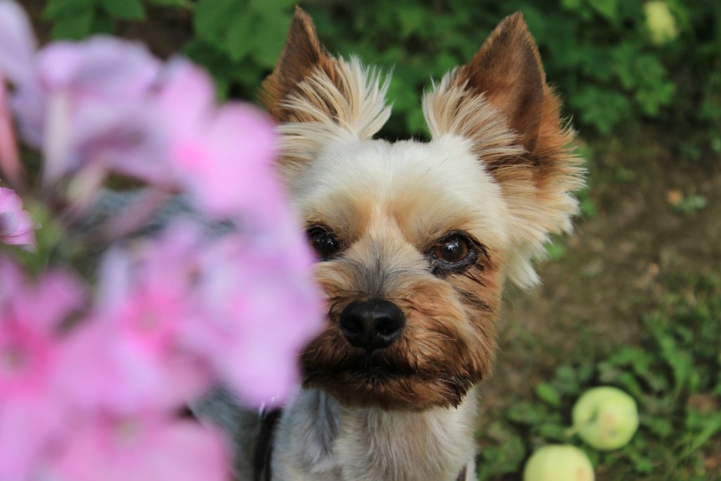 yorkshire terrier traits