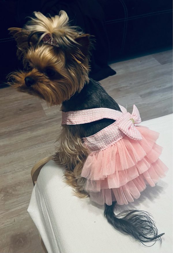 yorkshire-terrier-princess-dresses