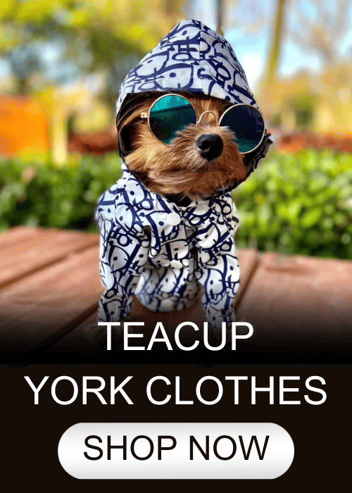 teacup yorkie clothes