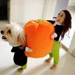 yorkie-carrying-pumpkin-halloween-costume
