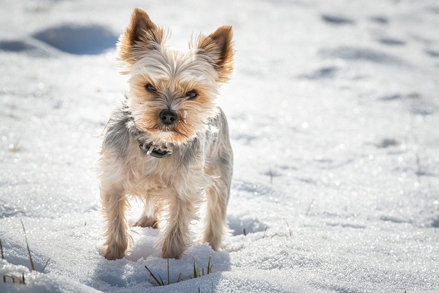 yorkie growling in the snow