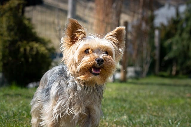 yorkie sitting on the grass and growling
