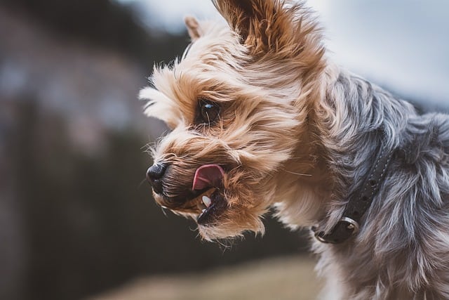 yorkshire terrier aggressive
